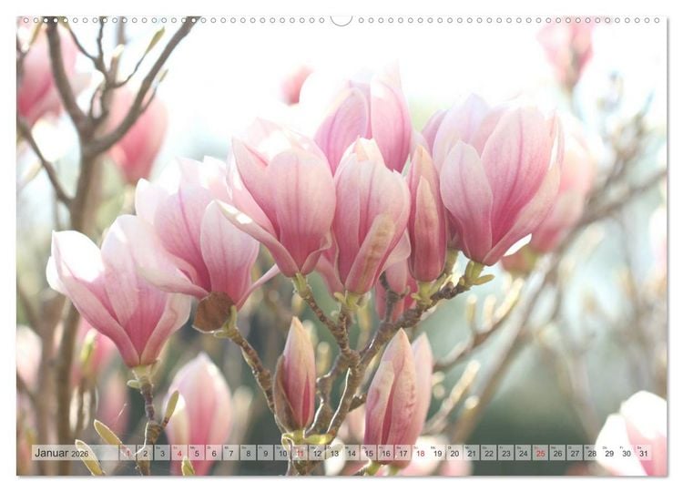 Produktbild: Magnolien Ein Bl&uuml;tenrausch (Wandkalender 2026 DIN A2 quer), CALVENDO Monatskalender