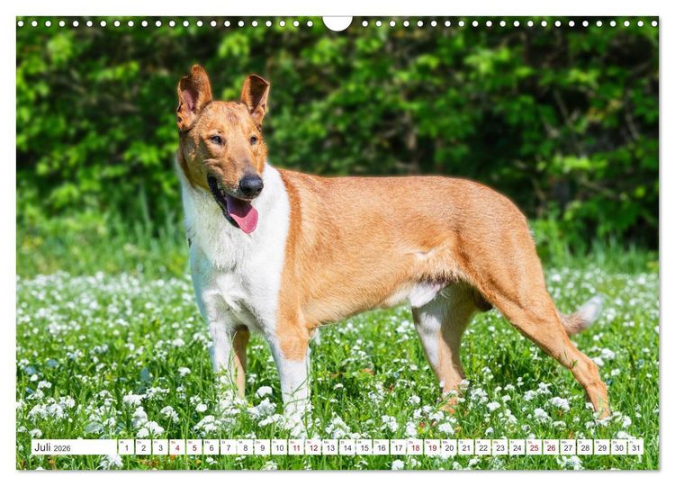 Produktbild: Ein Freund f&uuml;rs Leben - Smooth Collie (Wandkalender 2026 DIN A3 quer), CALVENDO Monatskalender