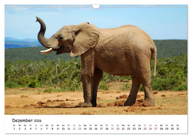 Produktbild: Afrikanische Elefanten in ADDO (Wandkalender 2026 DIN A3 quer), CALVENDO Monatskalender