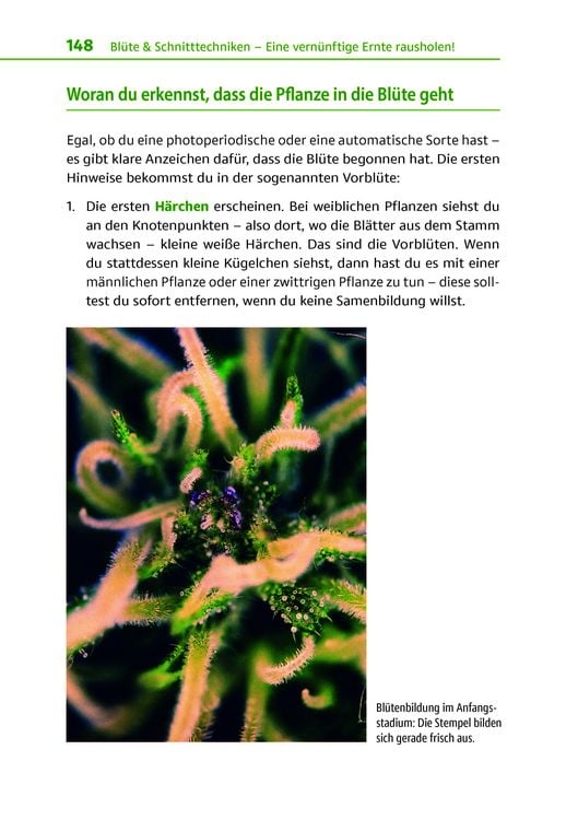 Produktbild: Cannabis zu Hause anbauen f&uuml;r Anf&auml;nger