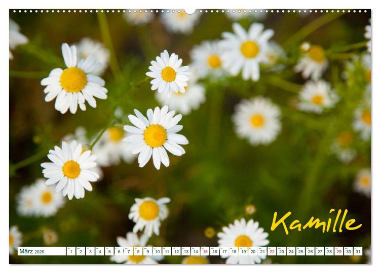 Produktbild: Kr&auml;uter - Gesund, h&uuml;bsch und lecker (hochwertiger Premium Wandkalender 2026 DIN A2 quer), Kunstdruck in Hochglanz