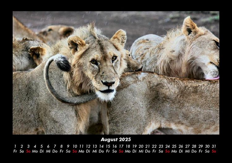 Produktbild: L&ouml;wen in der Wildnis 2025 Fotokalender DIN A3