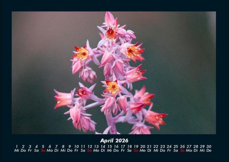 Produktbild: Blumenkalender 2026 Fotokalender DIN A4