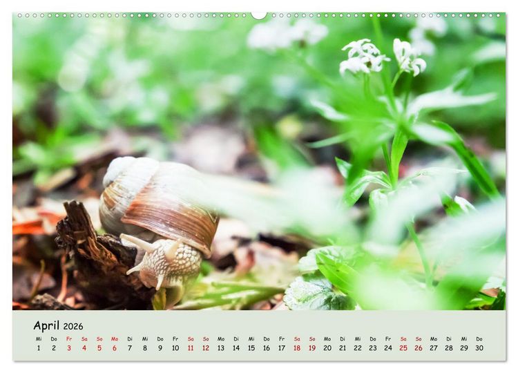 Produktbild: Waldbaden - Durch Achtsamkeit zu einer besseren Gesundheit (Wandkalender 2026 DIN A2 quer), CALVENDO Monatskalender
