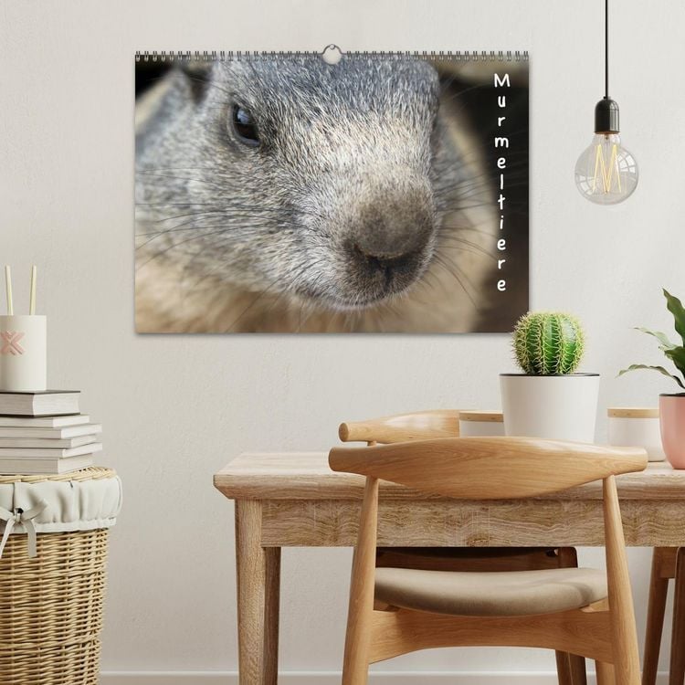 Produktbild: Murmeltiere (Wandkalender 2026 DIN A3 quer), CALVENDO Monatskalender