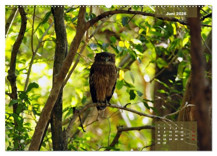Produktbild: Wilde Tiere Indiens (hochwertiger Premium Wandkalender 2026 DIN A2 quer), Kunstdruck in Hochglanz