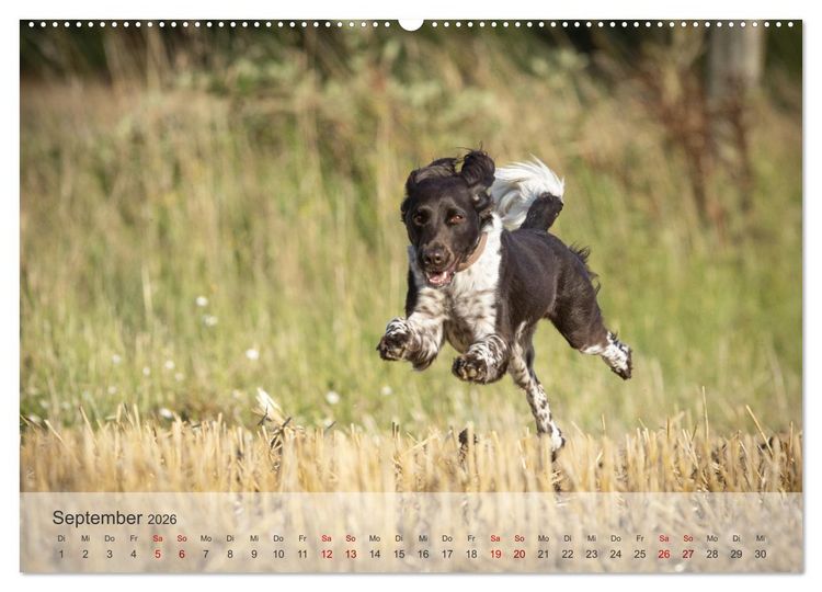 Produktbild: Der kleine M&uuml;nsterl&auml;nder (Wandkalender 2026 DIN A2 quer), CALVENDO Monatskalender