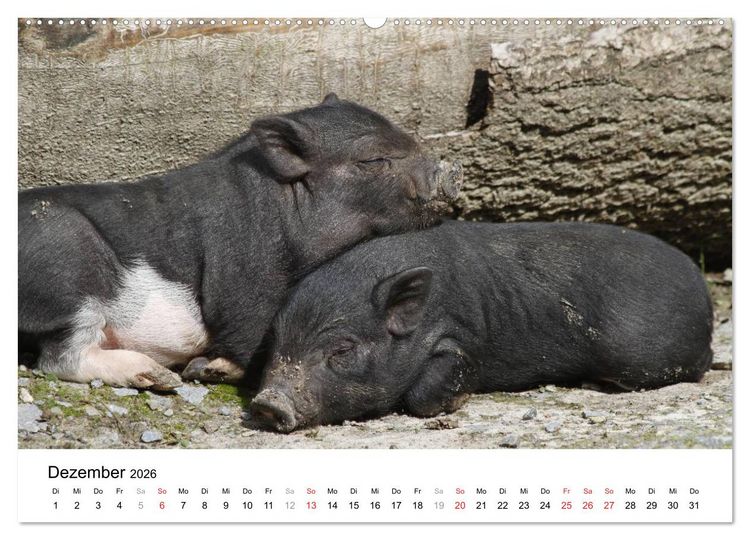 Produktbild: Schwein gehabt! (hochwertiger Premium Wandkalender 2026 DIN A2 quer), Kunstdruck in Hochglanz