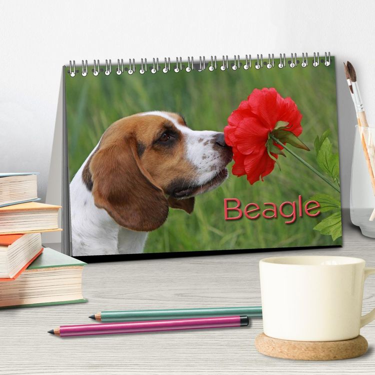 Produktbild: Beagle (Tischkalender 2026 DIN A5 quer), CALVENDO Monatskalender