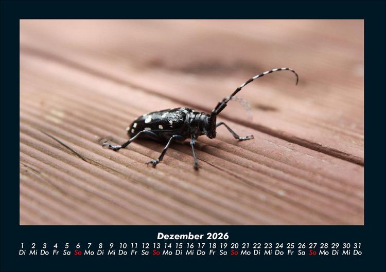 Produktbild: K&auml;fer 2026 Fotokalender DIN A4