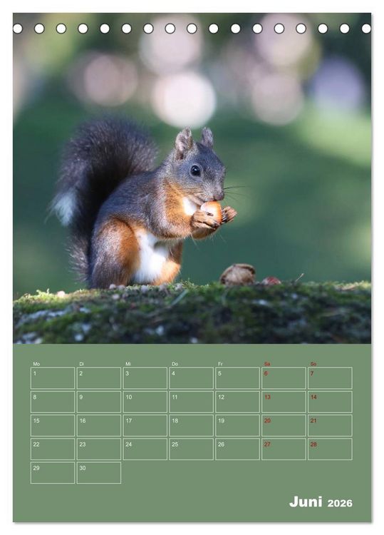 Produktbild: Eichh&ouml;rnchen - Planer (Tischkalender 2026 DIN A5 hoch), CALVENDO Monatskalender