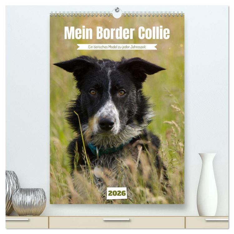 Produktbild: Mein Border Collie (hochwertiger Premium Wandkalender 2026 DIN A2 hoch), Kunstdruck in Hochglanz