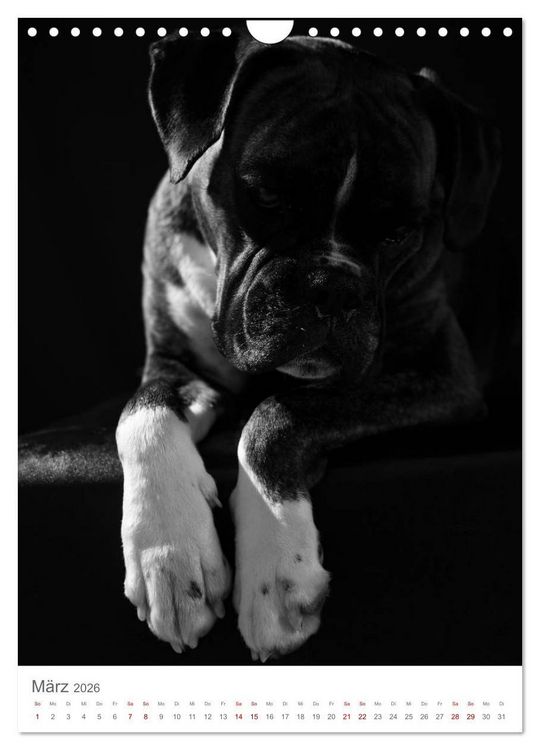 Produktbild: Fine Art Hundeportraits (Wandkalender 2026 DIN A4 hoch), CALVENDO Monatskalender