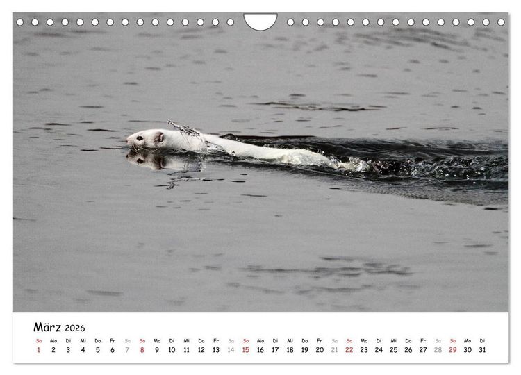 Produktbild: Hermelin - das wieselflinke Raubtier (Wandkalender 2026 DIN A4 quer), CALVENDO Monatskalender