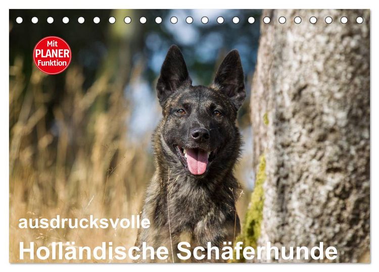 Produktbild: ausdrucksvolle Holl&auml;ndische Sch&auml;ferhunde (Tischkalender 2026 DIN A5 quer), CALVENDO Monatskalender