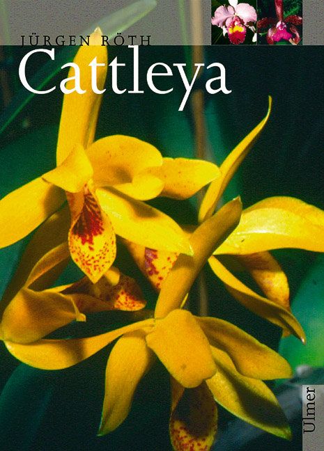 Produktbild: Cattleya