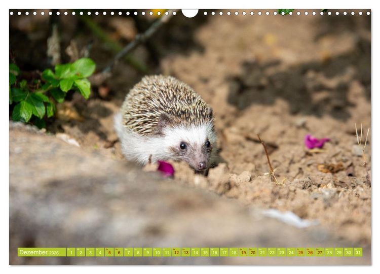 Produktbild: Atelerix - Afrikanische Wei&szlig;bauchigel (Wandkalender 2026 DIN A3 quer), CALVENDO Monatskalender