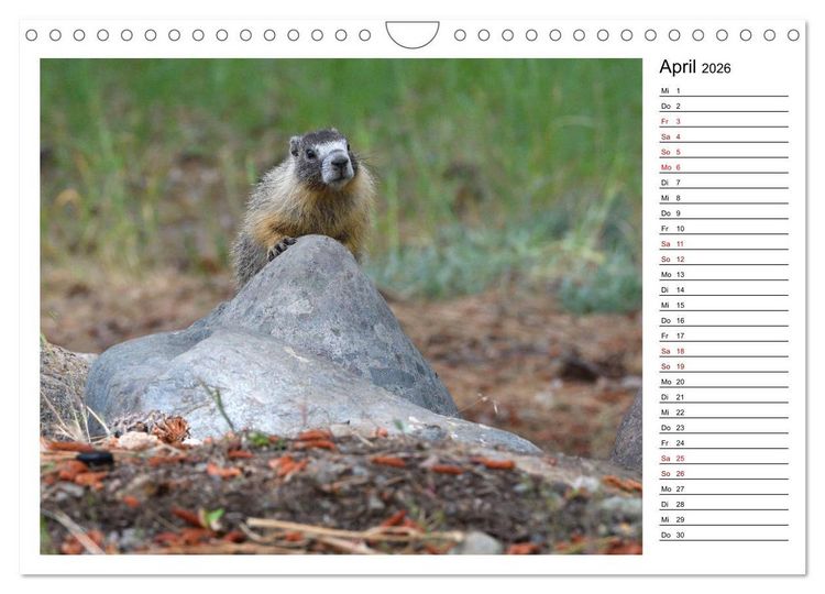 Produktbild: Murmeltiere in Nordamerika (Wandkalender 2026 DIN A4 quer), CALVENDO Monatskalender