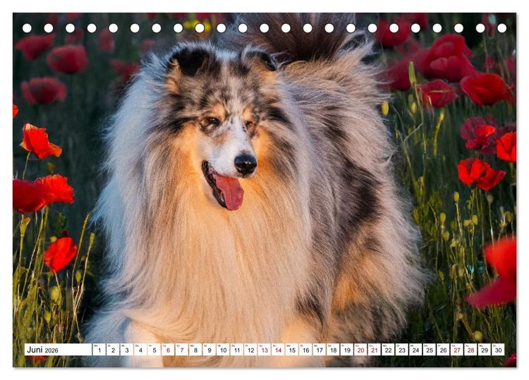 Produktbild: Traumhund Collie - Mein bester Freund (Tischkalender 2026 DIN A5 quer), CALVENDO Monatskalender