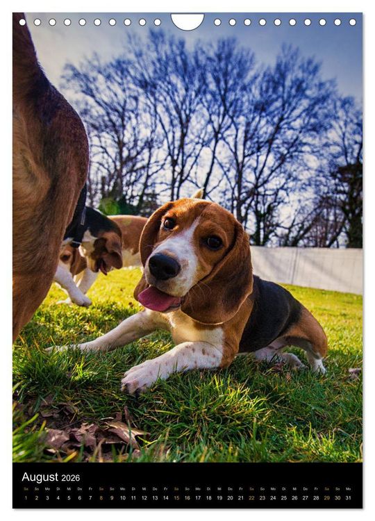 Produktbild: Beagle Action - Wilde Kuscheltiere (Wandkalender 2026 DIN A4 hoch), CALVENDO Monatskalender