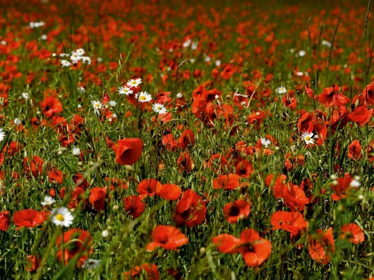 Produktbild: CALVENDO Puzzle Ein Motiv aus dem Kalender Roter Mohn, bunte Wiesen | 1000 Teile Lege-Gr&ouml;&szlig;e 64x48cm Foto-Puzzle f&uuml;r gl&uuml;ckliche Stunden