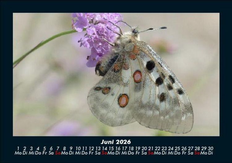 Produktbild: Bunte Pracht der Schmetterlinge 2026 Fotokalender DIN A5