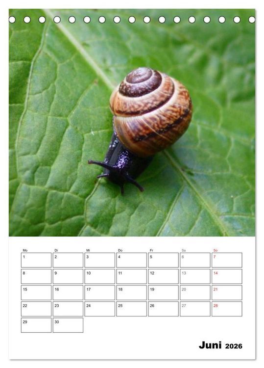 Produktbild: Die geheimnisvolle Welt der Schnecken (Tischkalender 2026 DIN A5 hoch), CALVENDO Monatskalender
