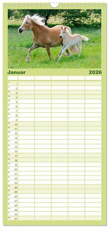Produktbild: Familienplaner 2026 - Haflinger Fohlen mit 5 Spalten (Wandkalender, 21 x 45 cm) CALVENDO