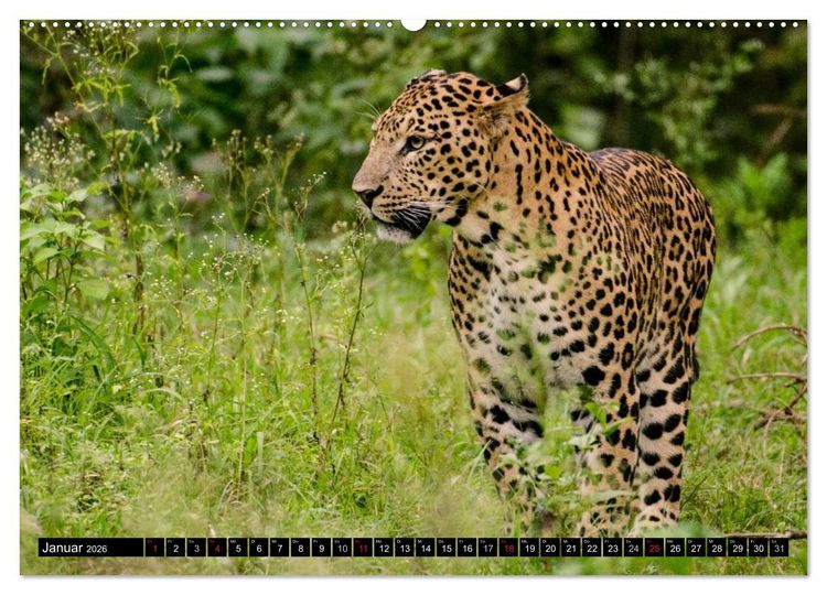 Produktbild: Die Lautlosen. Geparden und Leoparden (hochwertiger Premium Wandkalender 2026 DIN A2 quer), Kunstdruck in Hochglanz