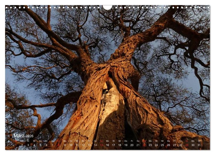 Produktbild: Afrikanische B&auml;ume (Wandkalender 2026 DIN A3 quer), CALVENDO Monatskalender