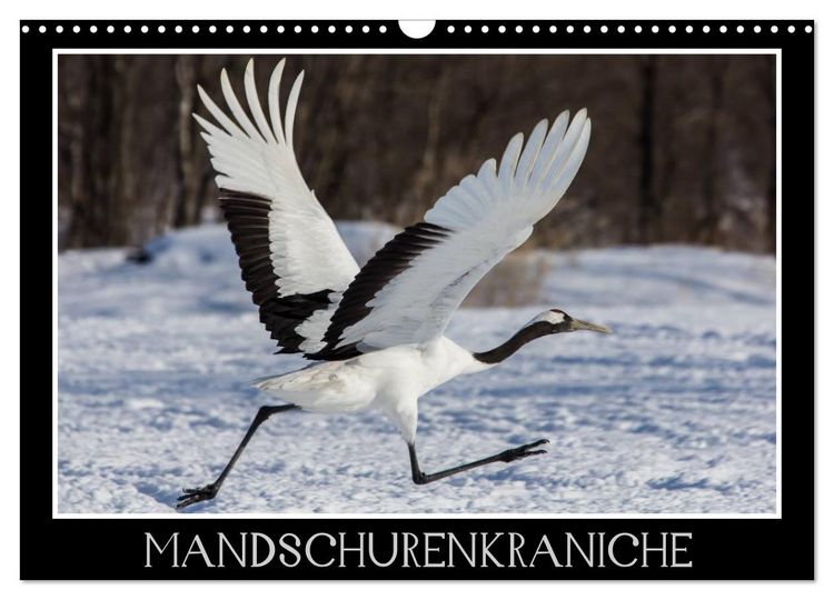 Produktbild: Mandschurenkraniche (Wandkalender 2026 DIN A3 quer), CALVENDO Monatskalender