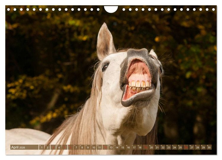 Produktbild: Das Lachen der Pferde - Lustige Gesichter (Wandkalender 2026 DIN A4 quer), CALVENDO Monatskalender