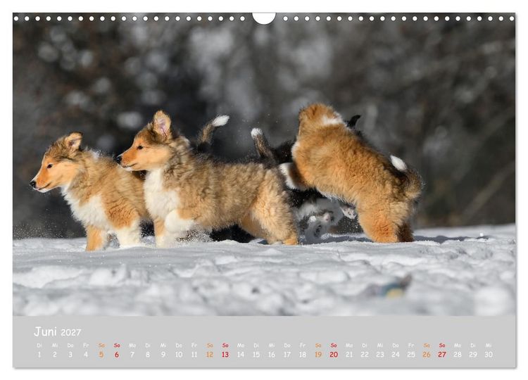 Produktbild: Collie Welpen im Schnee (Wandkalender 2027 DIN A3 quer), CALVENDO Monatskalender