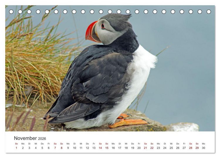 Produktbild: Papageitaucher - Clowns der nordischen Vogelwelt (Tischkalender 2026 DIN A5 quer), CALVENDO Monatskalender