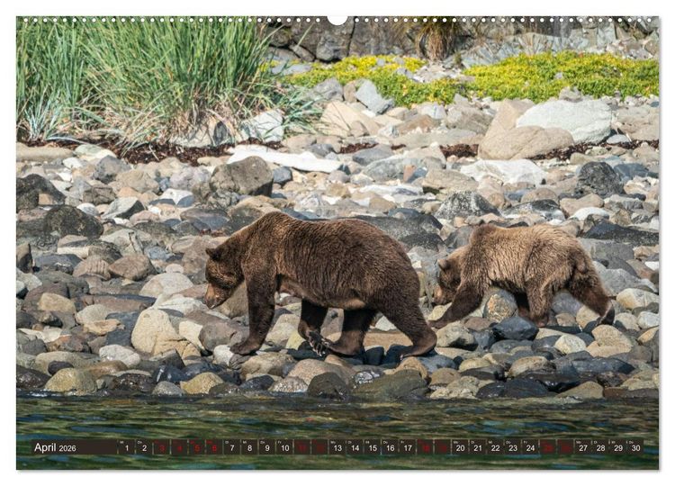 Produktbild: Grizzlyb&auml;ren im Katmai Nationalpark Alaska (Wandkalender 2026 DIN A2 quer), CALVENDO Monatskalender