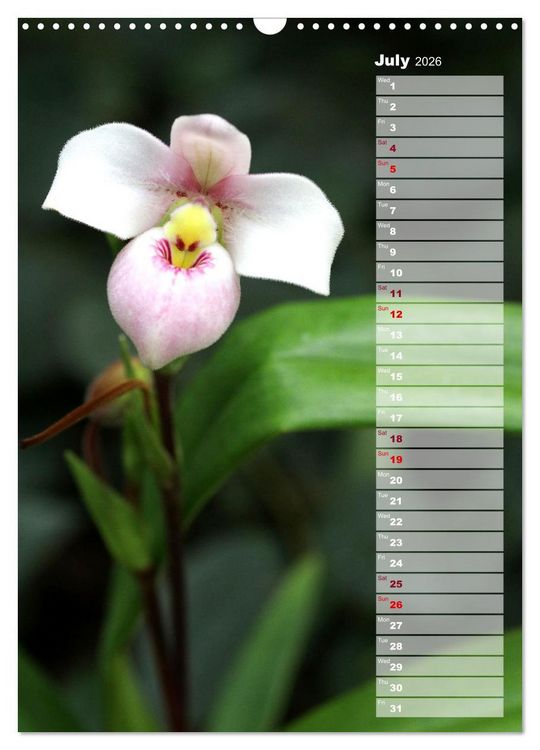 Produktbild: Orchids - Infinite Variety (Wall Calendar 2026 DIN A3 portrait), CALVENDO 12 Month Wall Calendar