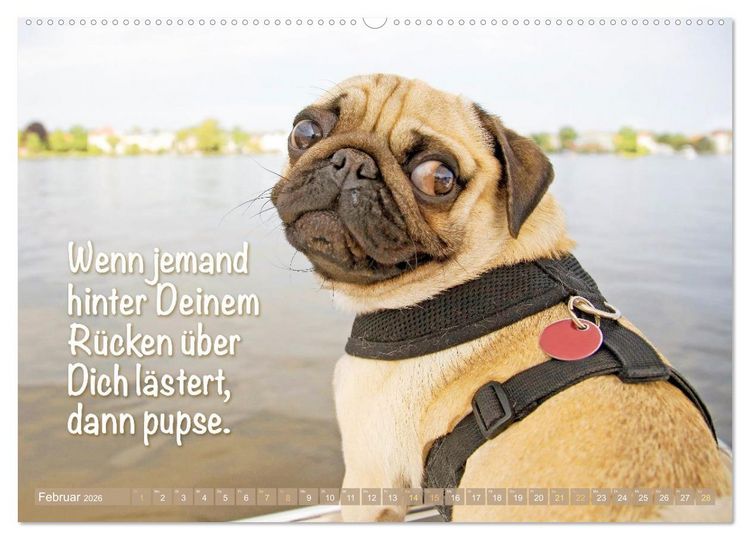 Produktbild: Mopsala: Vom Gl&uuml;ck, ein Mops zu sein (Wandkalender 2026 DIN A2 quer), CALVENDO Monatskalender