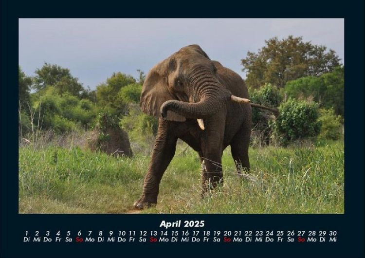 Produktbild: Der Elefantenkalender 2025 Fotokalender DIN A4