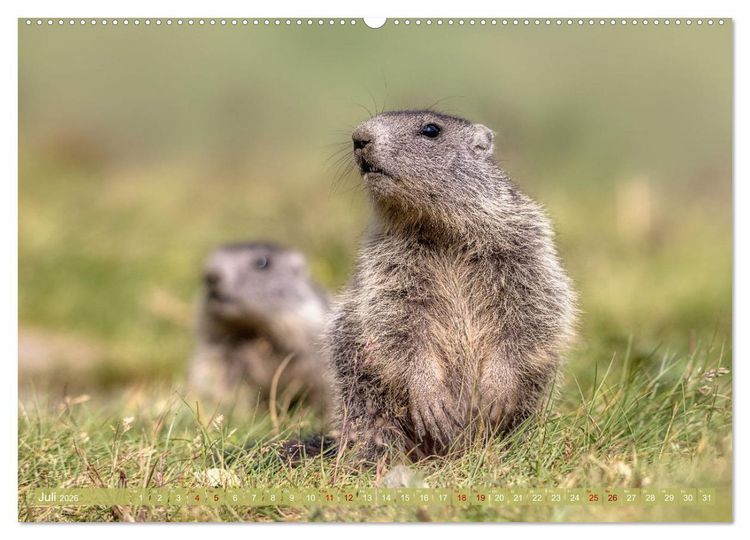 Produktbild: Tiere der Alpen - Murmeltier-Kinder (hochwertiger Premium Wandkalender 2026 DIN A2 quer), Kunstdruck in Hochglanz