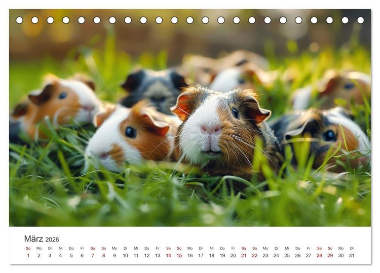 Produktbild: Wuschelbande - Ein Jahr voller Meerschweinchen (Tischkalender 2026 DIN A5 quer), CALVENDO Monatskalender