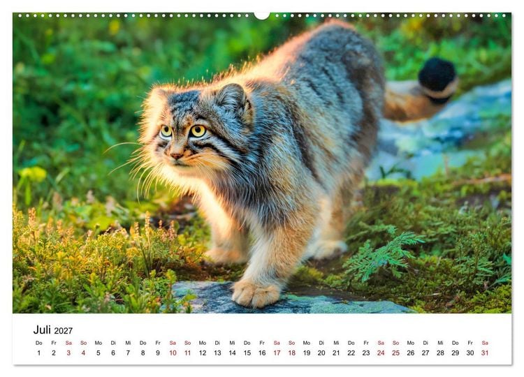 Produktbild: Gegen alles! - Pallaskatzen in ihrer Welt (hochwertiger Premium Wandkalender 2027 DIN A2 quer), Kunstdruck in Hochglanz