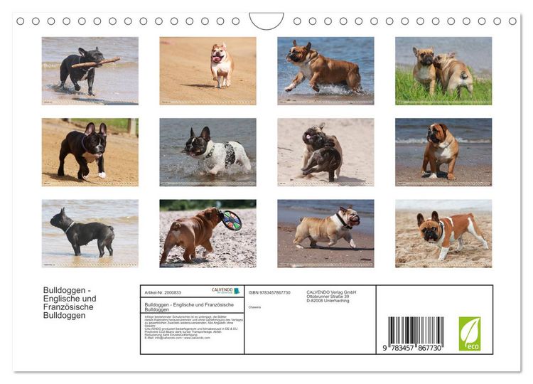 Produktbild: Bulldoggen - Englische und Franz&ouml;sische Bulldoggen (Wandkalender 2026 DIN A4 quer), CALVENDO Monatskalender