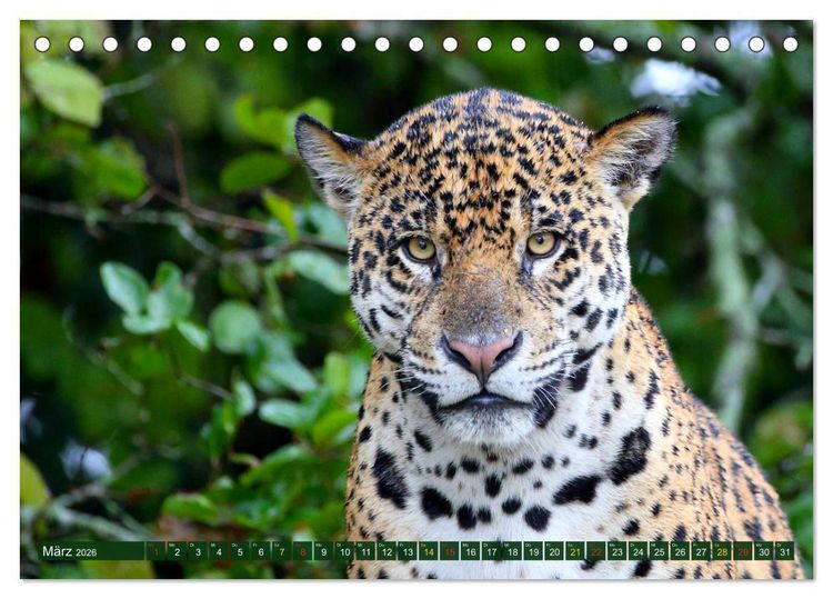 Produktbild: Jaguare im Pantanal (Tischkalender 2026 DIN A5 quer), CALVENDO Monatskalender