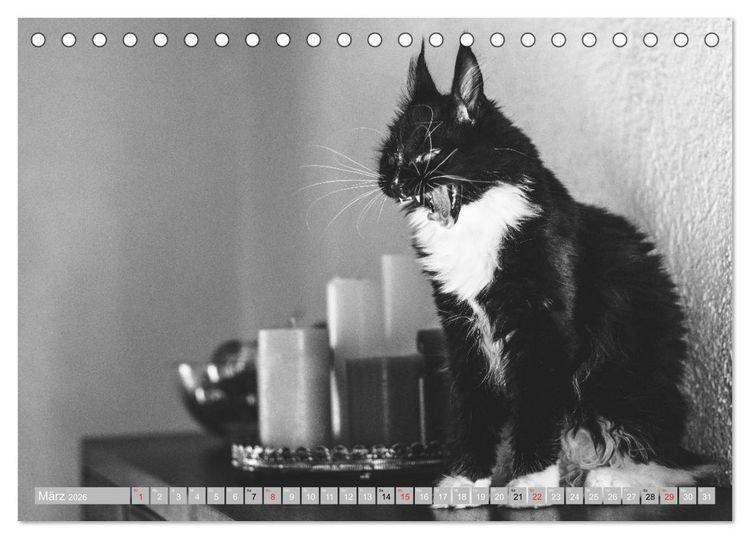 Produktbild: Katzen Pers&ouml;nlichkeiten 2026 (Tischkalender 2026 DIN A5 quer), CALVENDO Monatskalender