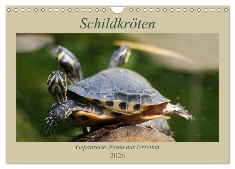 Produktbild: Schildkr&ouml;ten - Gepanzerte Wesen aus Urzeiten (Wandkalender 2026 DIN A4 quer), CALVENDO Monatskalender