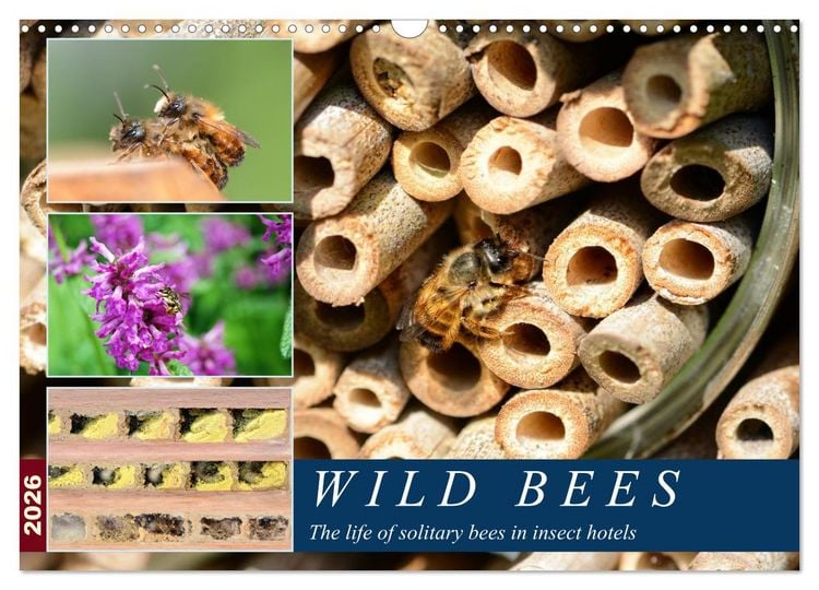 Produktbild: Wild bees - The life of solitary bees in insect hotels (Wall Calendar 2026 DIN A3 landscape), CALVENDO 12 Month Wall Calendar