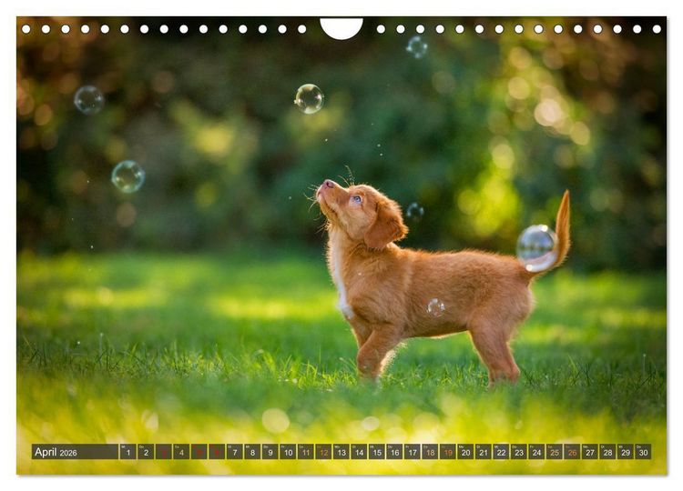 Produktbild: bunte Tierfotografie an Land und im Wasser (Wandkalender 2026 DIN A4 quer), CALVENDO Monatskalender