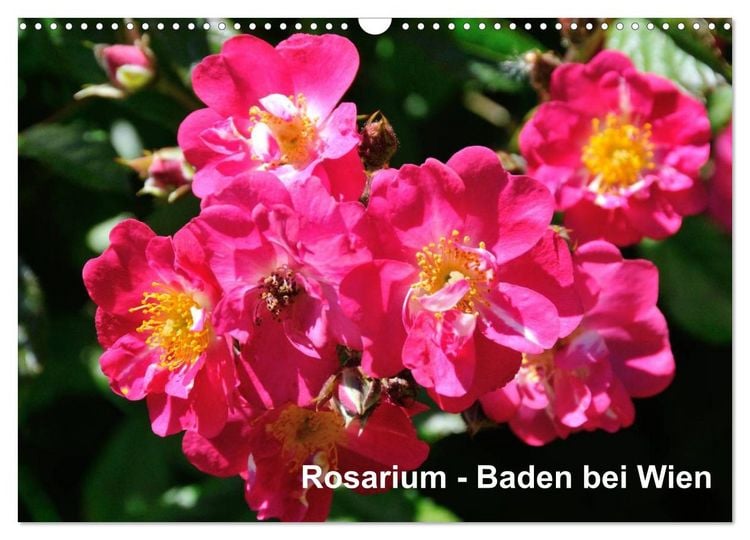 Produktbild: Baden bei Wien - Rosarium (Wandkalender 2026 DIN A3 quer), CALVENDO Monatskalender