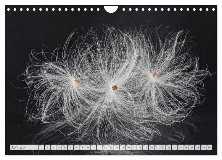 Produktbild: Zauber der kleinen Dinge (Wandkalender 2027 DIN A4 quer), CALVENDO Monatskalender