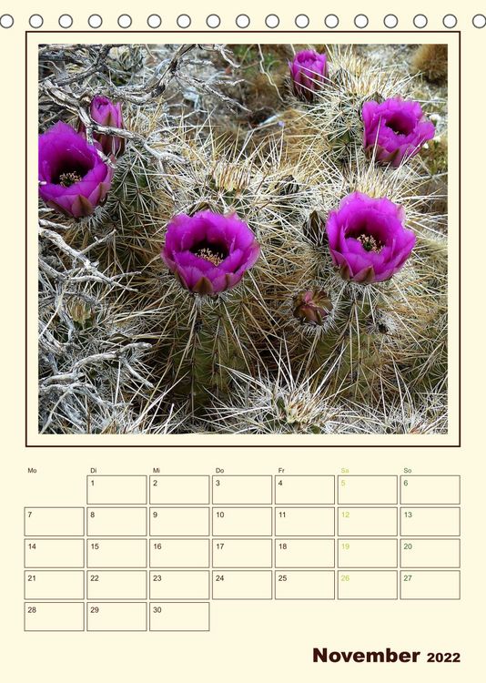 Produktbild: Wilde Kakteen Amerikas (Tischkalender 2022 DIN A5 hoch)